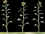 SG-A52 3 sunflowers.jpg (23203 bytes)