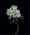 flowers1.jpg (20097 bytes)