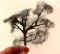 tree with steel wool.jpg (37956 bytes)
