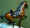 McClellan saddle.jpg (32471 bytes)