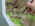 Grass-powder-sample-photo.jpg (41922 bytes)