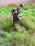 raw-grass-dio-013.jpg (39086 bytes)