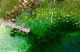 country pond.jpg (54502 bytes)