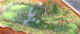 swamp.jpg (67891 bytes)